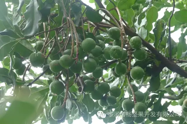 澳洲坚果介绍