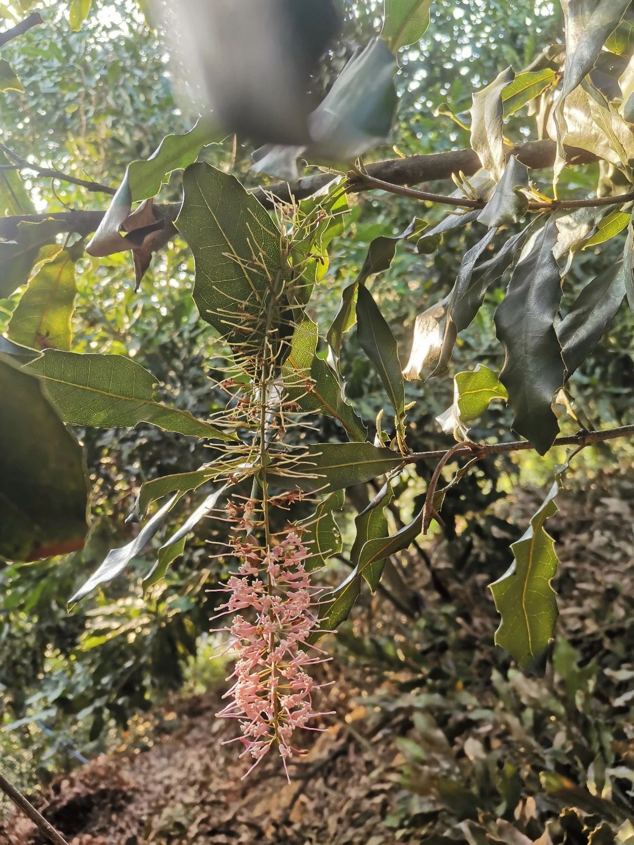澳洲坚果如何保花保果？